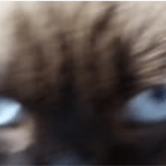 gato-laval-olhos